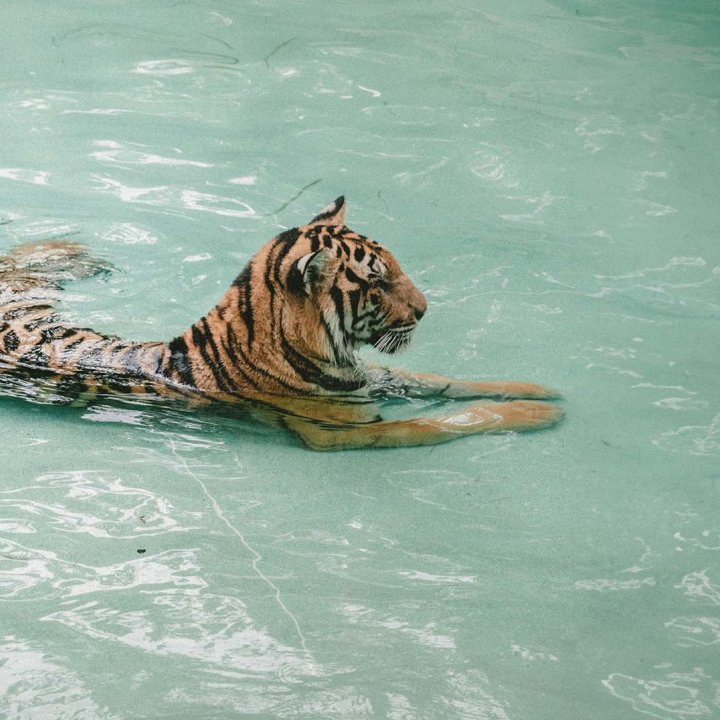 Tiger Clear Water Language Klarspråk
