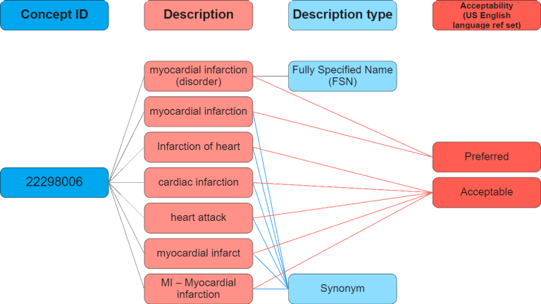 SNOMED CT Concept and Terms Example