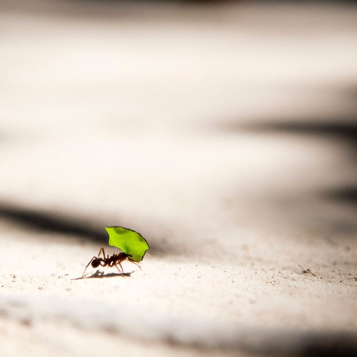ant-worker-success-digital-project