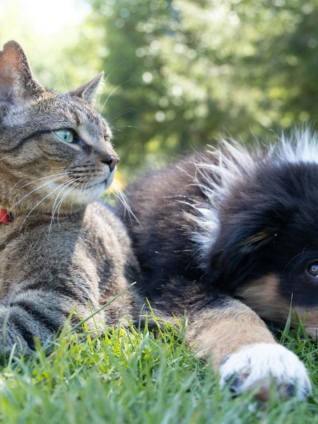 Cat Dog Animals