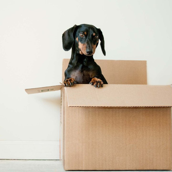 Dog Box Moving