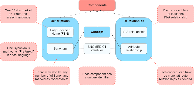 SNOMED CT Basic Structure